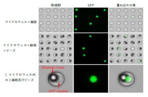 シングルセル単離 マイクロウェルプレート GFP 磁気ビーズ